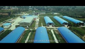 《裕昌隆程明牧業羊產業聯盟》宣傳